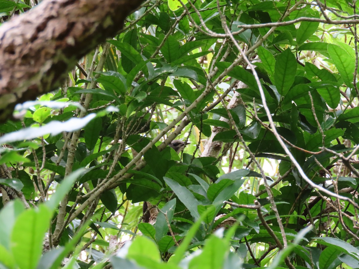 Long-tailed Koel - ML647746493