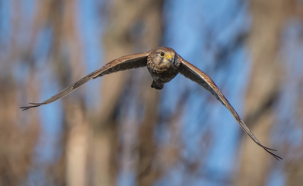 Eurasian Kestrel - ML647746495