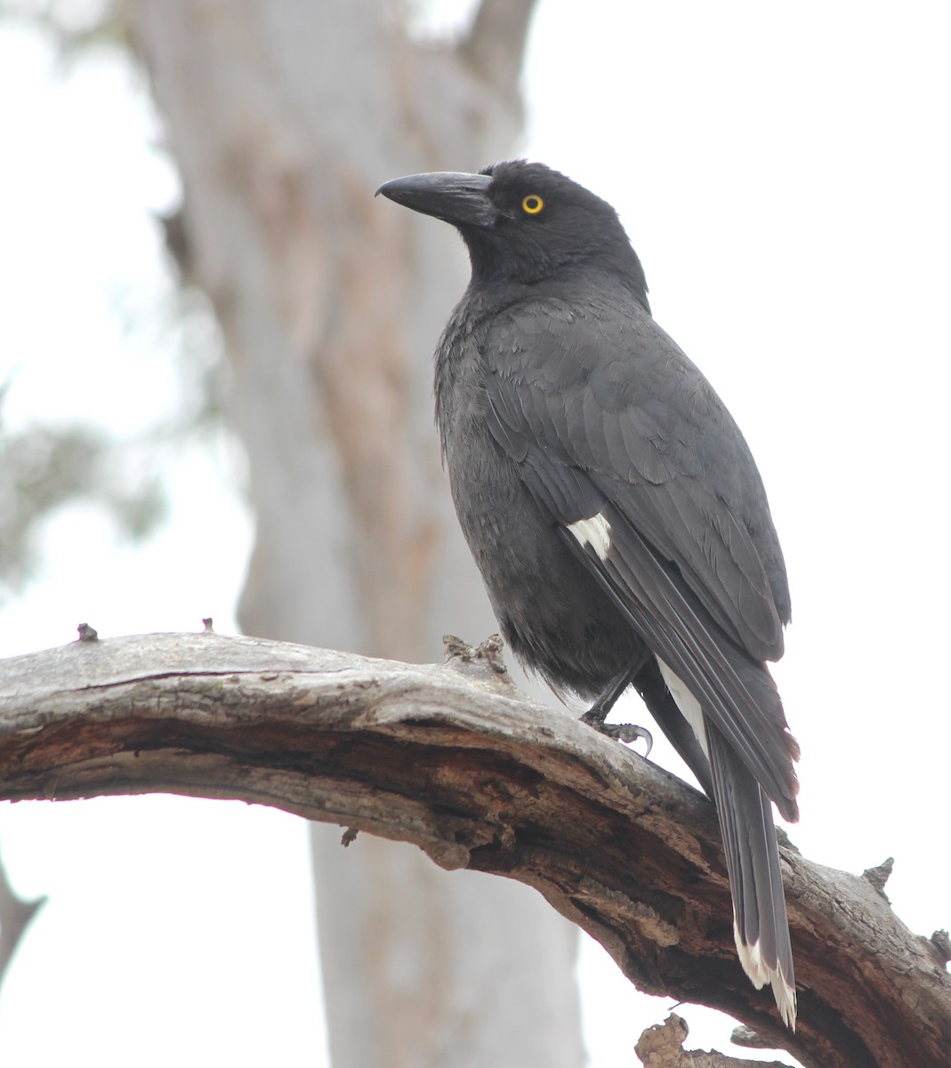 Pied Currawong - ML647746496
