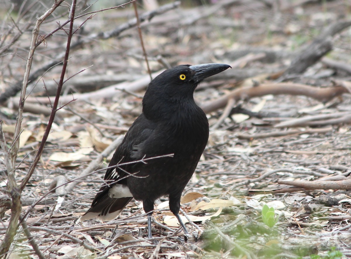 Pied Currawong - ML647746497