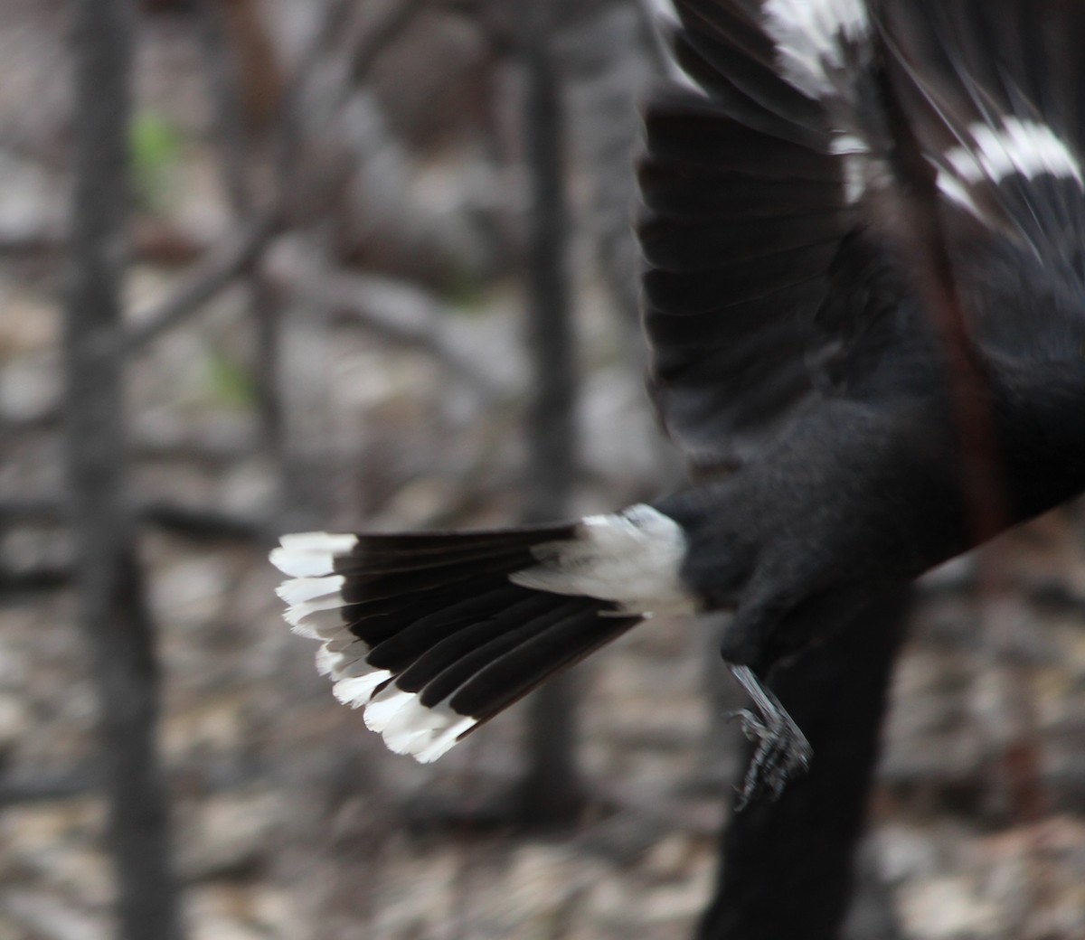 Pied Currawong - ML647746501