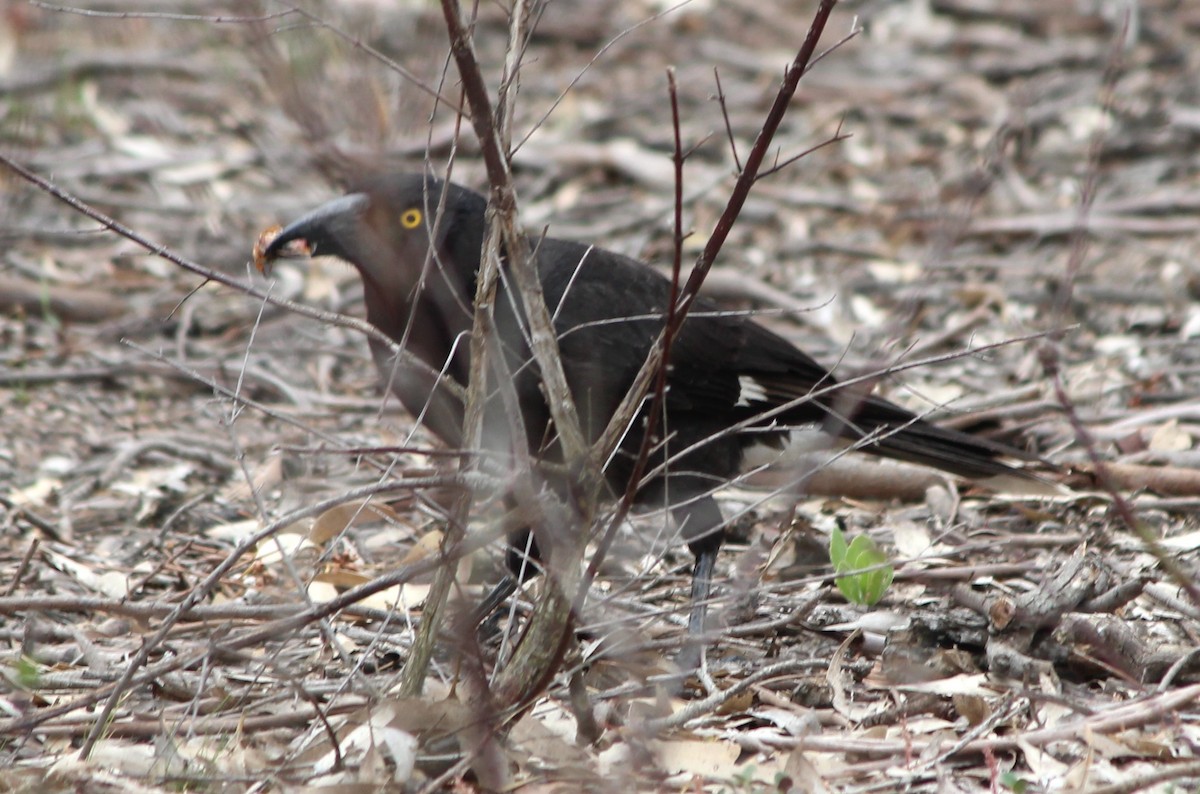 Pied Currawong - ML647746502