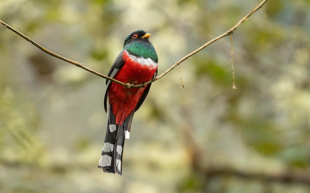 Masked Trogon - ML647746503