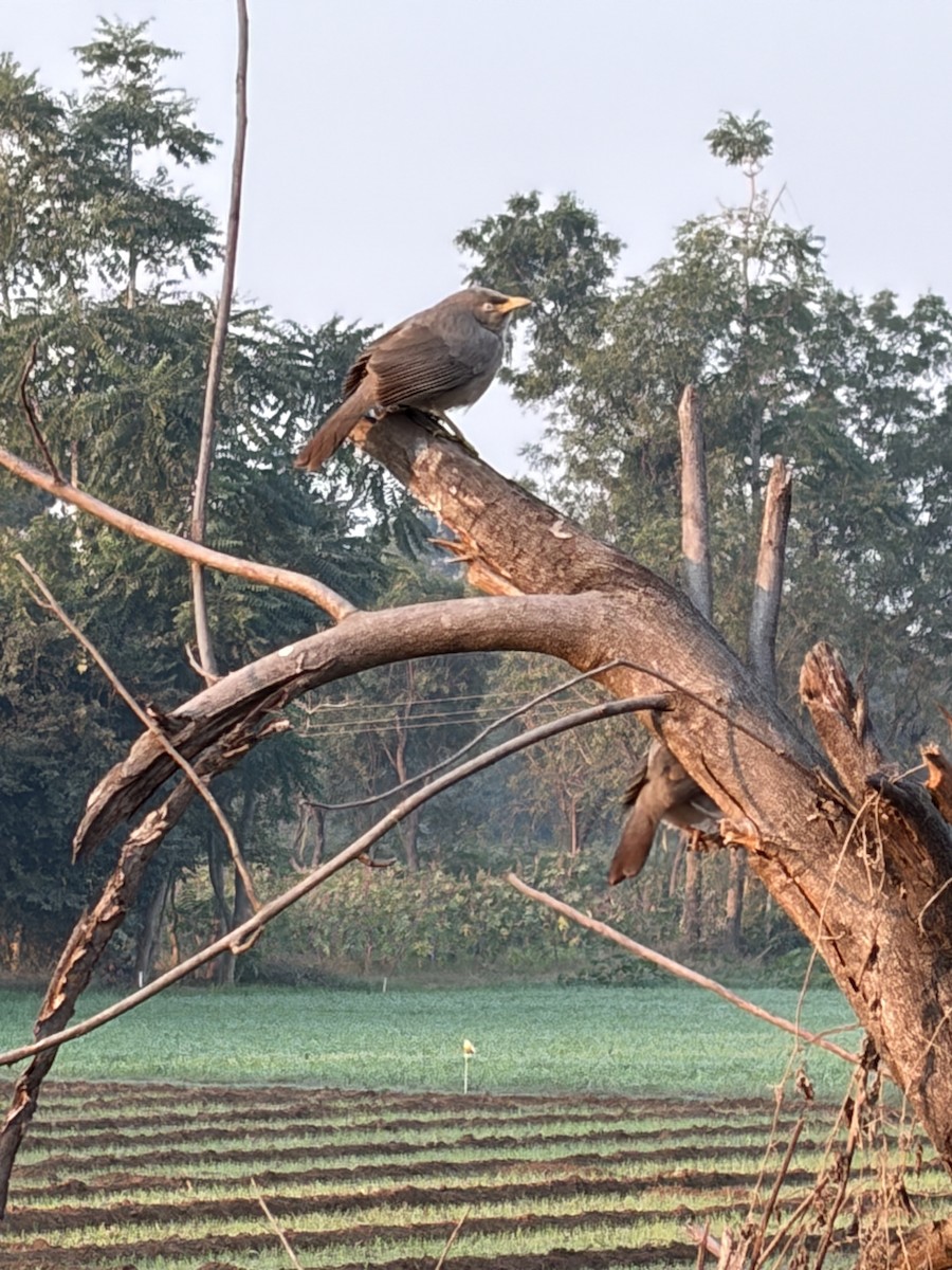 Jungle Babbler - ML647746504