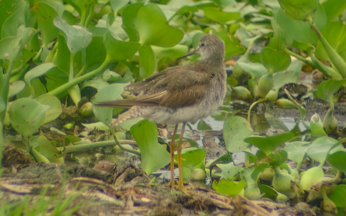 Lesser Yellowlegs - ML647746506