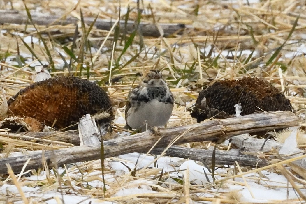 Lapland Longspur - ML647746508