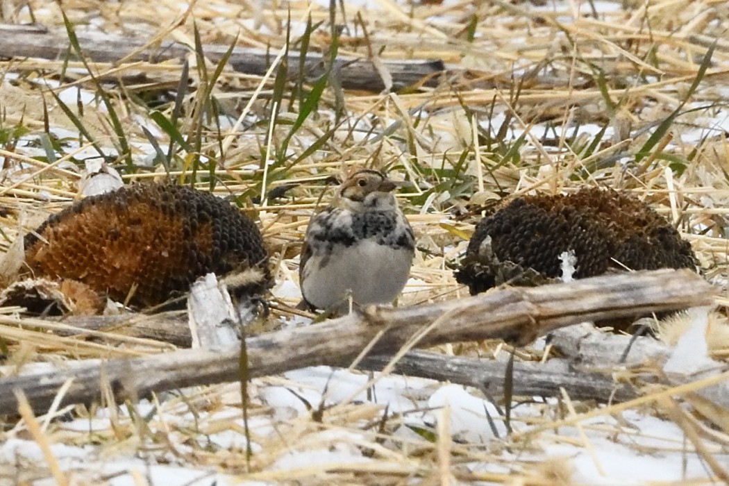 Lapland Longspur - ML647746509