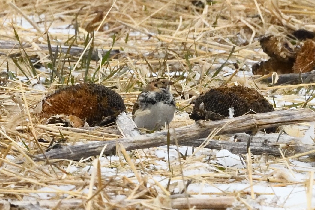 Lapland Longspur - ML647746510