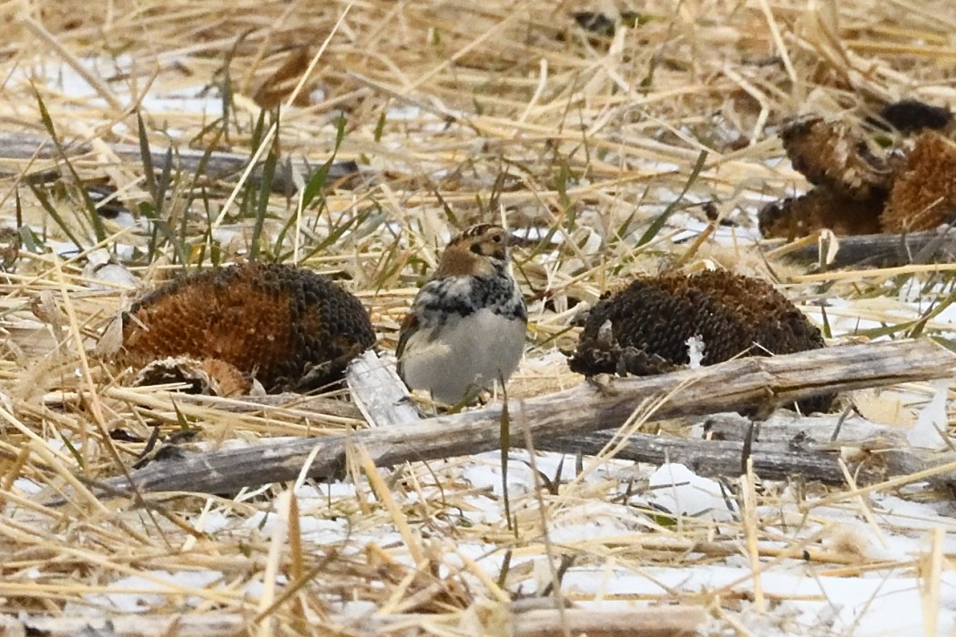 Lapland Longspur - ML647746511