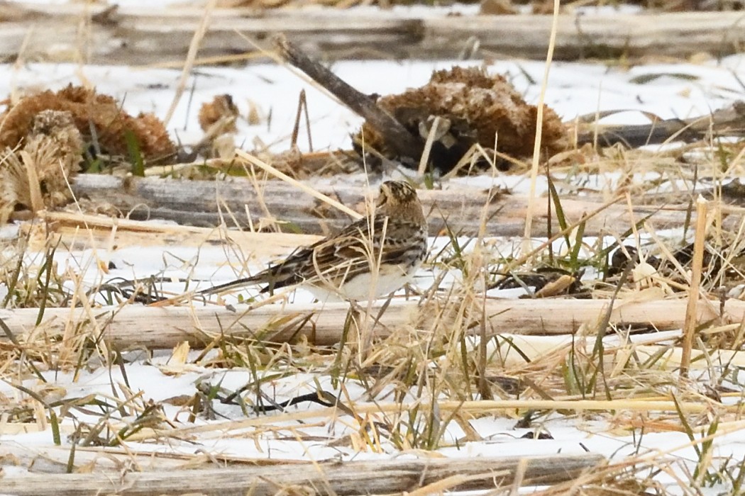 Lapland Longspur - ML647746512