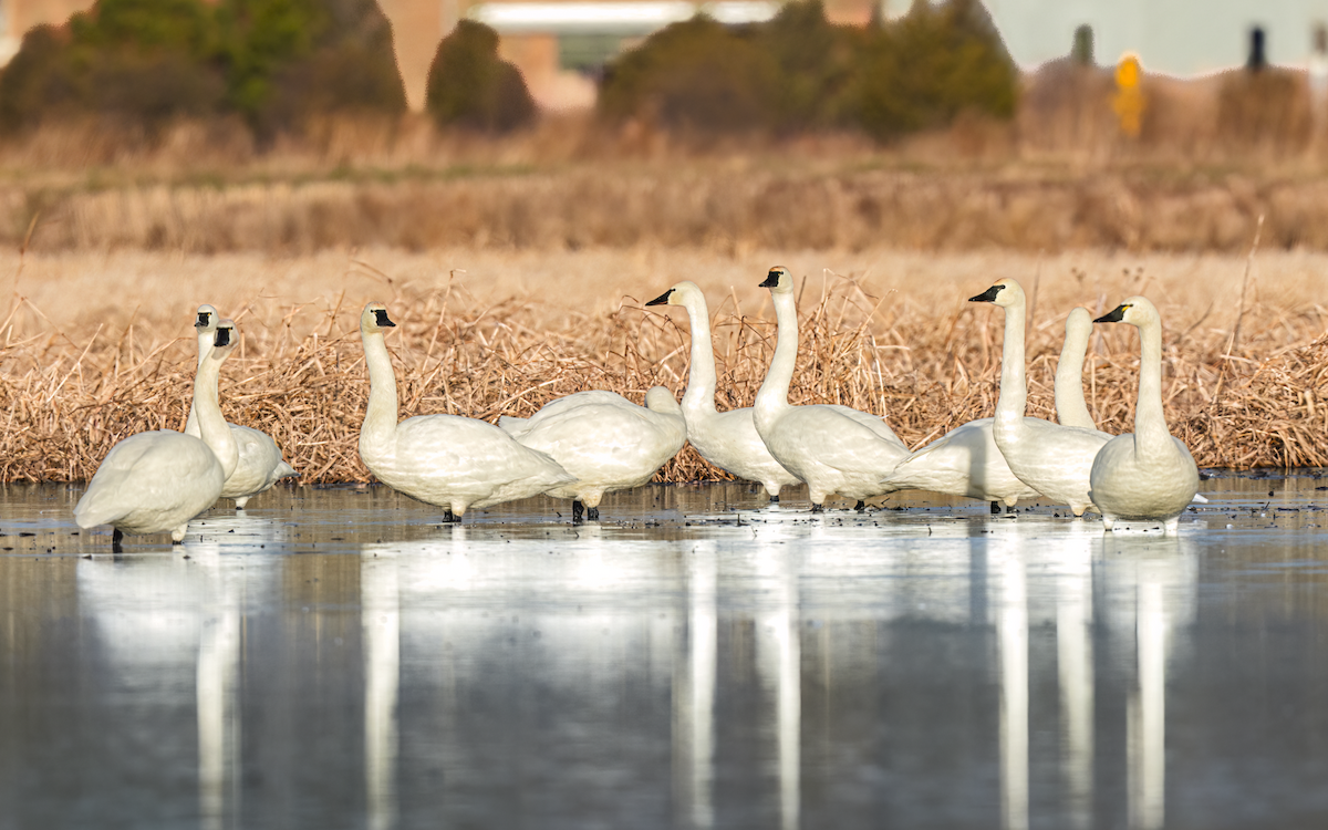 Tundra Swan - ML647746513