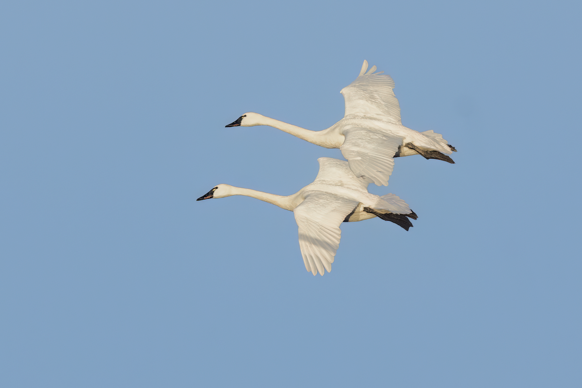 Tundra Swan - ML647746518