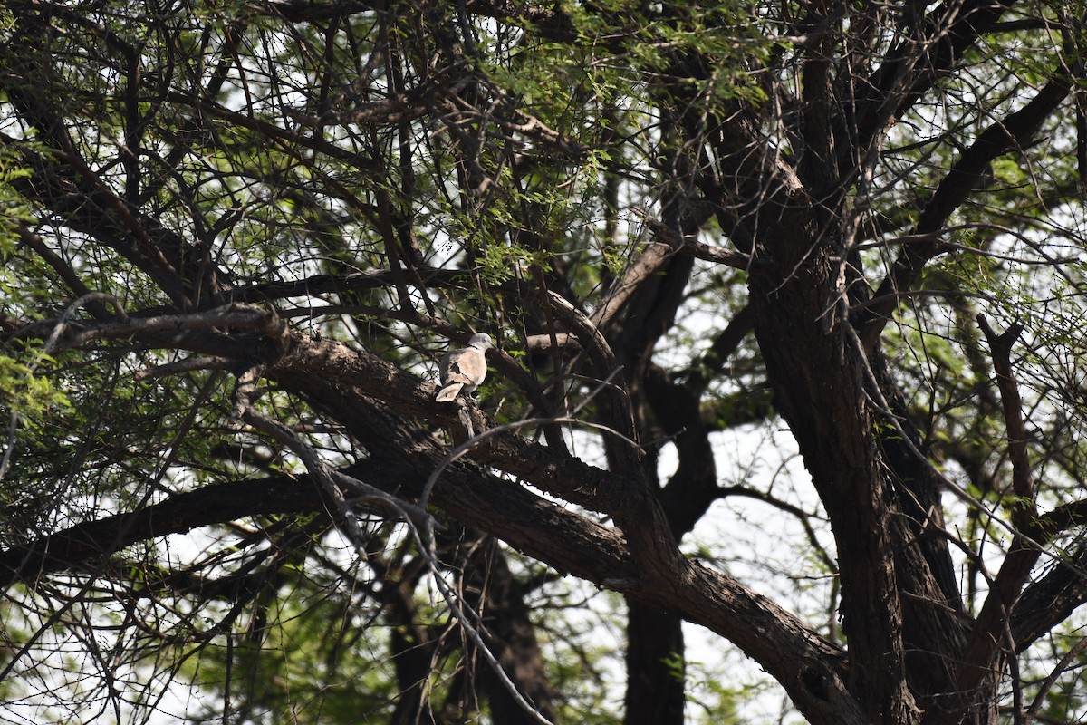Eurasian Collared-Dove - ML647746523