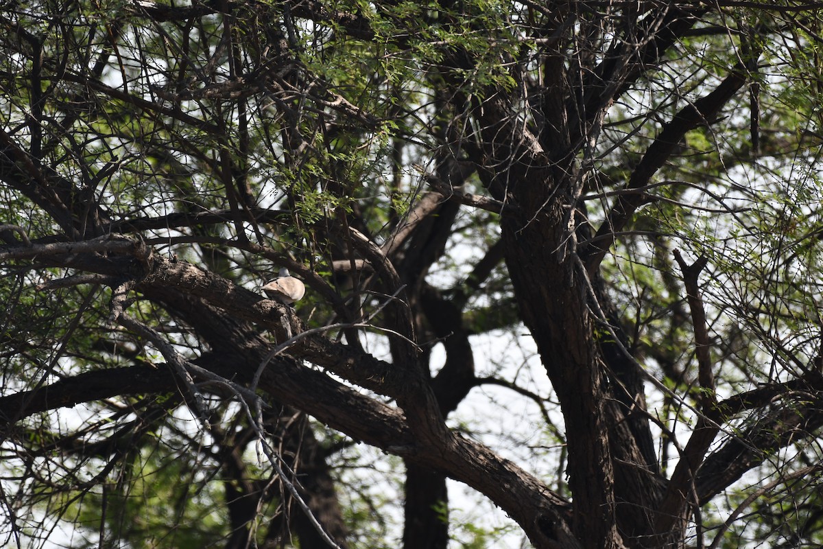 Eurasian Collared-Dove - ML647746524