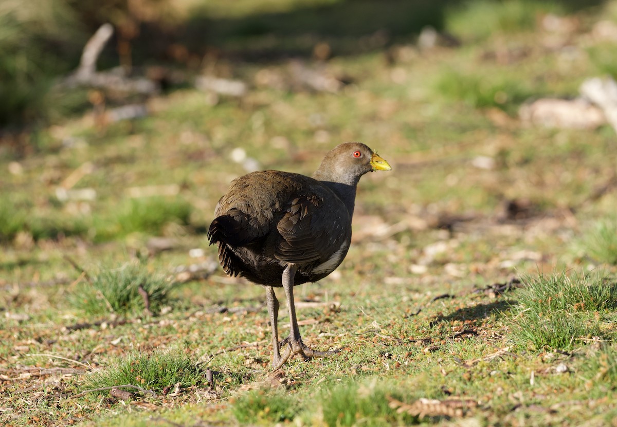 Tasmanian Nativehen - ML647746549