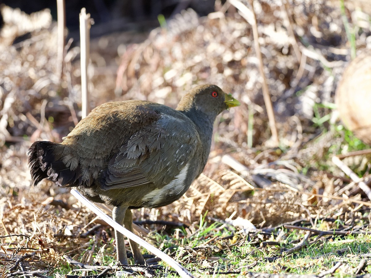 Tasmanian Nativehen - ML647746550