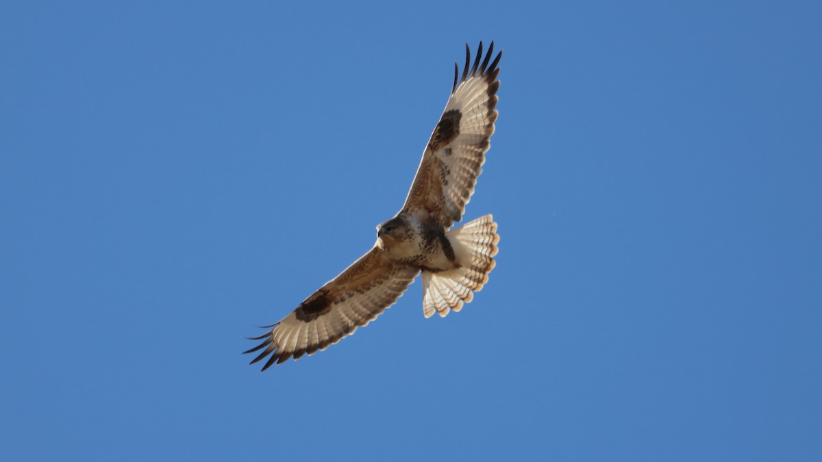Upland Buzzard - ML647746551