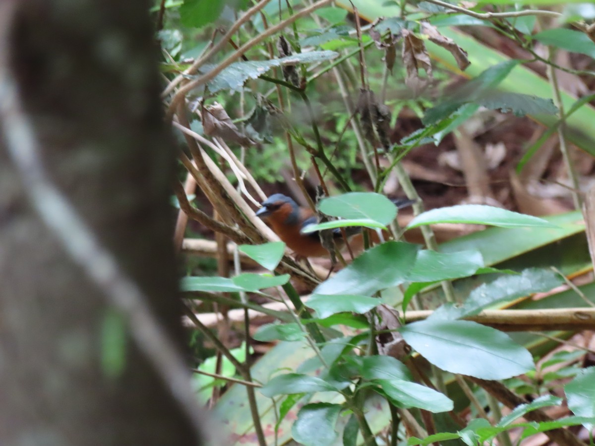 Common Chaffinch - ML647746558