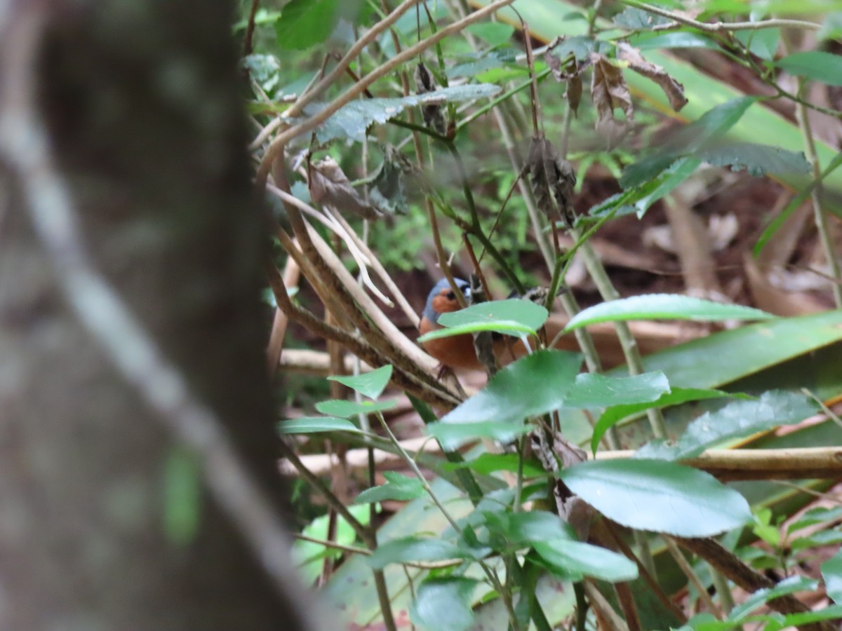 Common Chaffinch - ML647746559