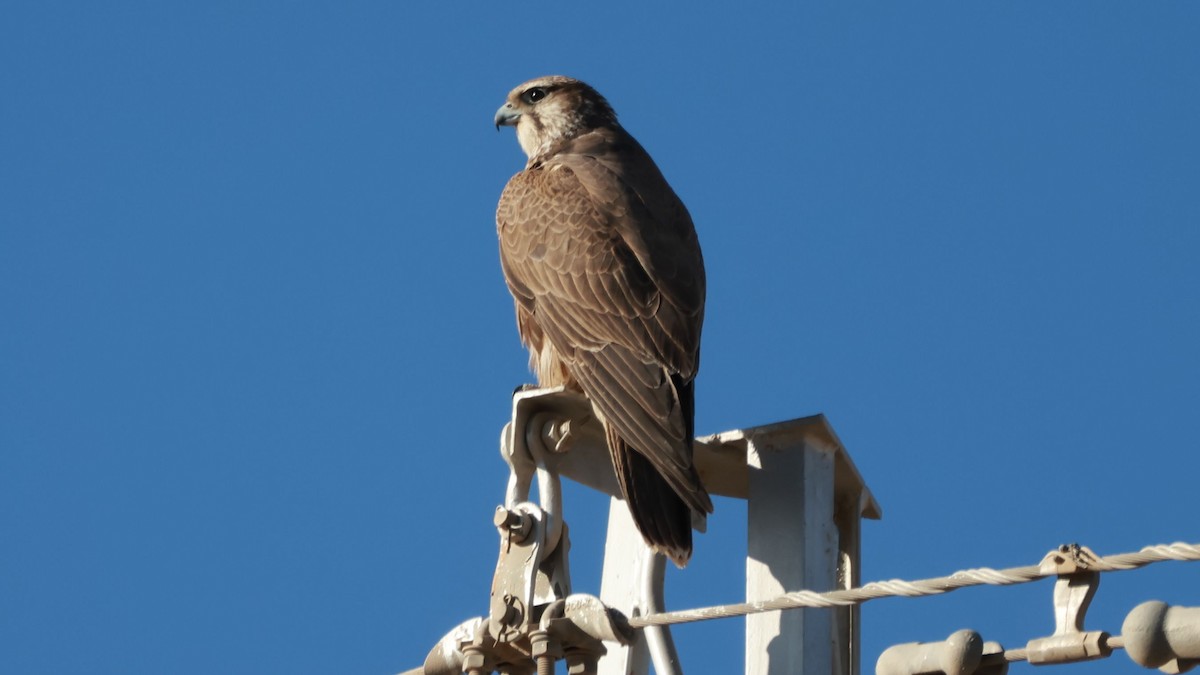Saker Falcon - ML647746560