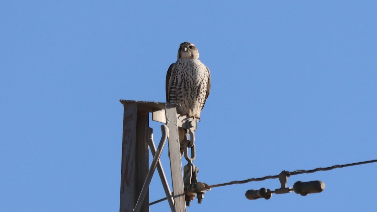 Saker Falcon - ML647746561
