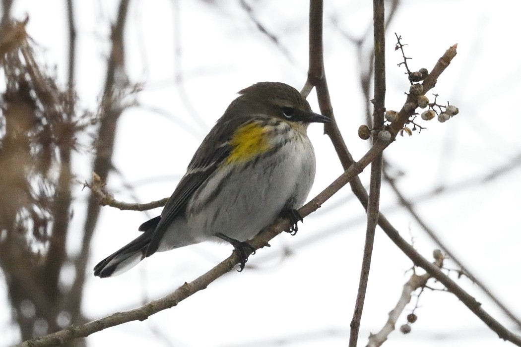 Yellow-rumped Warbler - ML647746562