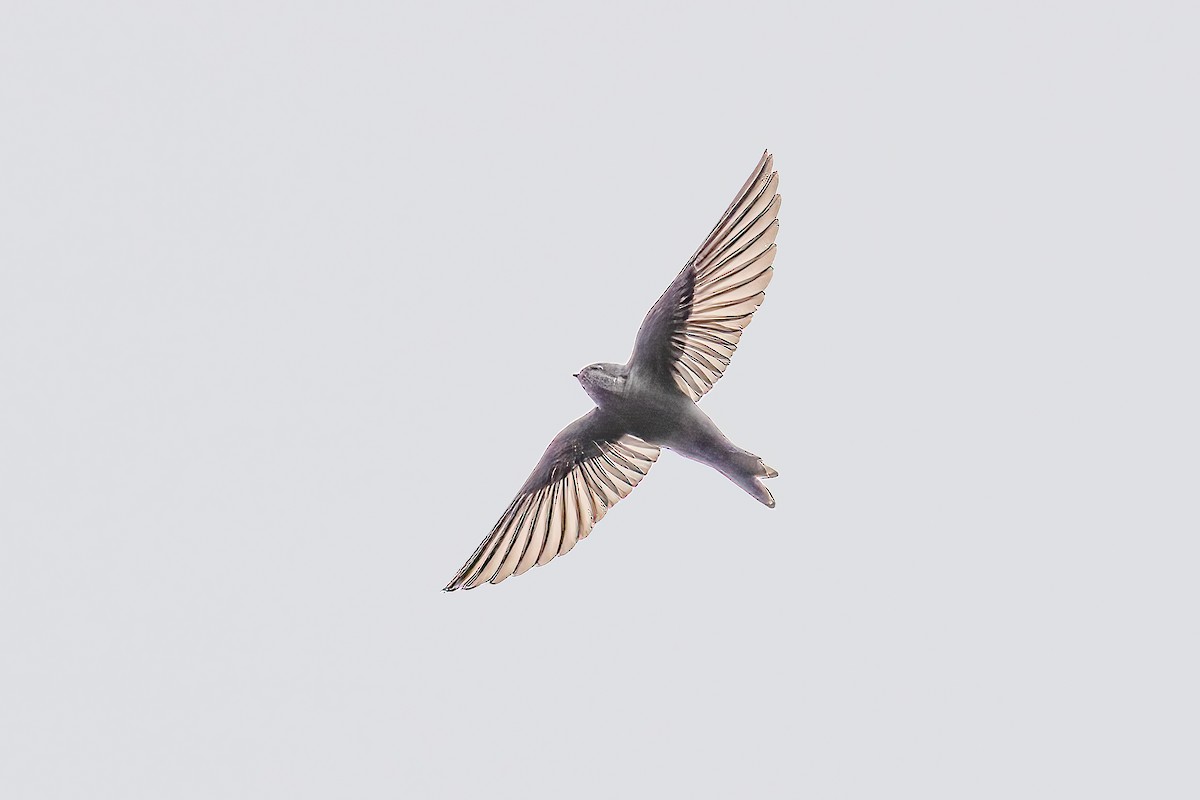 Brown-bellied Swallow - ML647746563