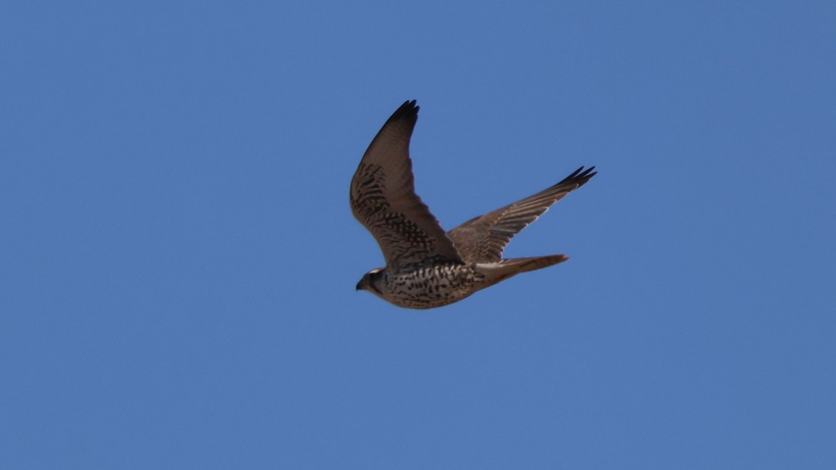 Saker Falcon - ML647746564