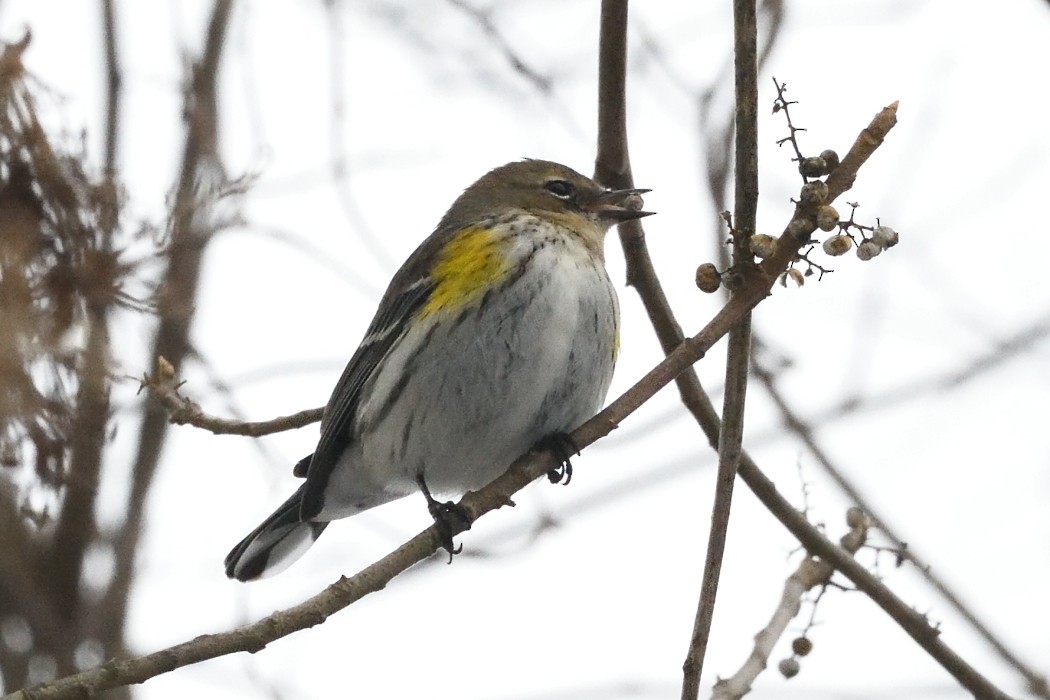 Yellow-rumped Warbler - ML647746565