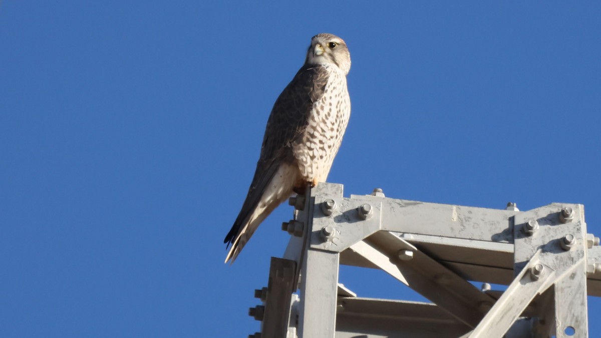 Saker Falcon - ML647746566