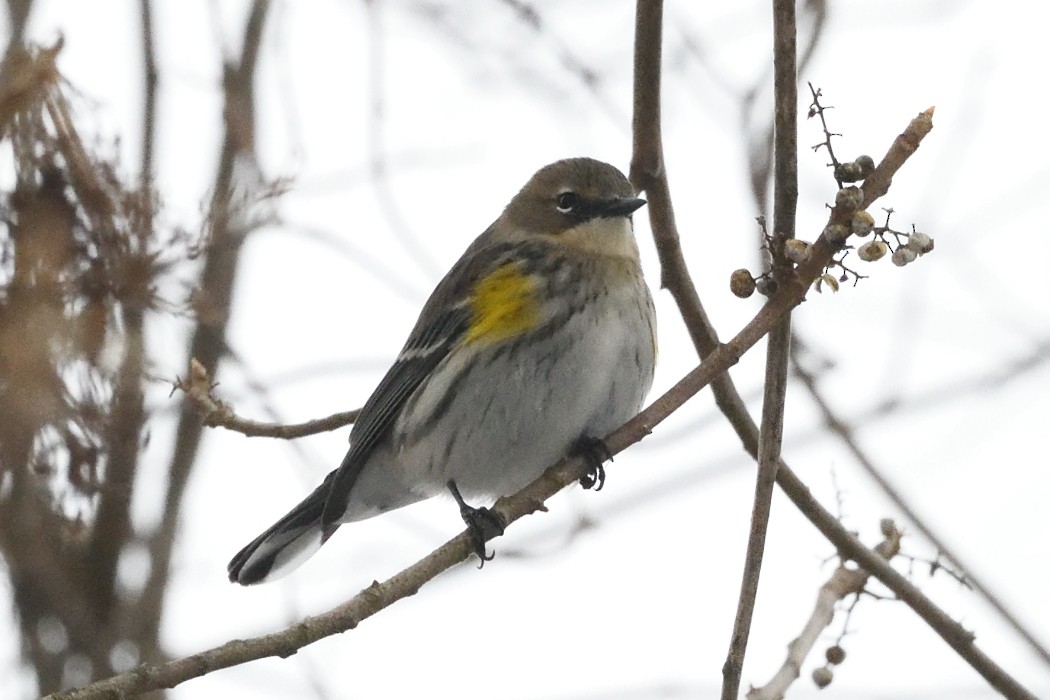 Yellow-rumped Warbler - ML647746567