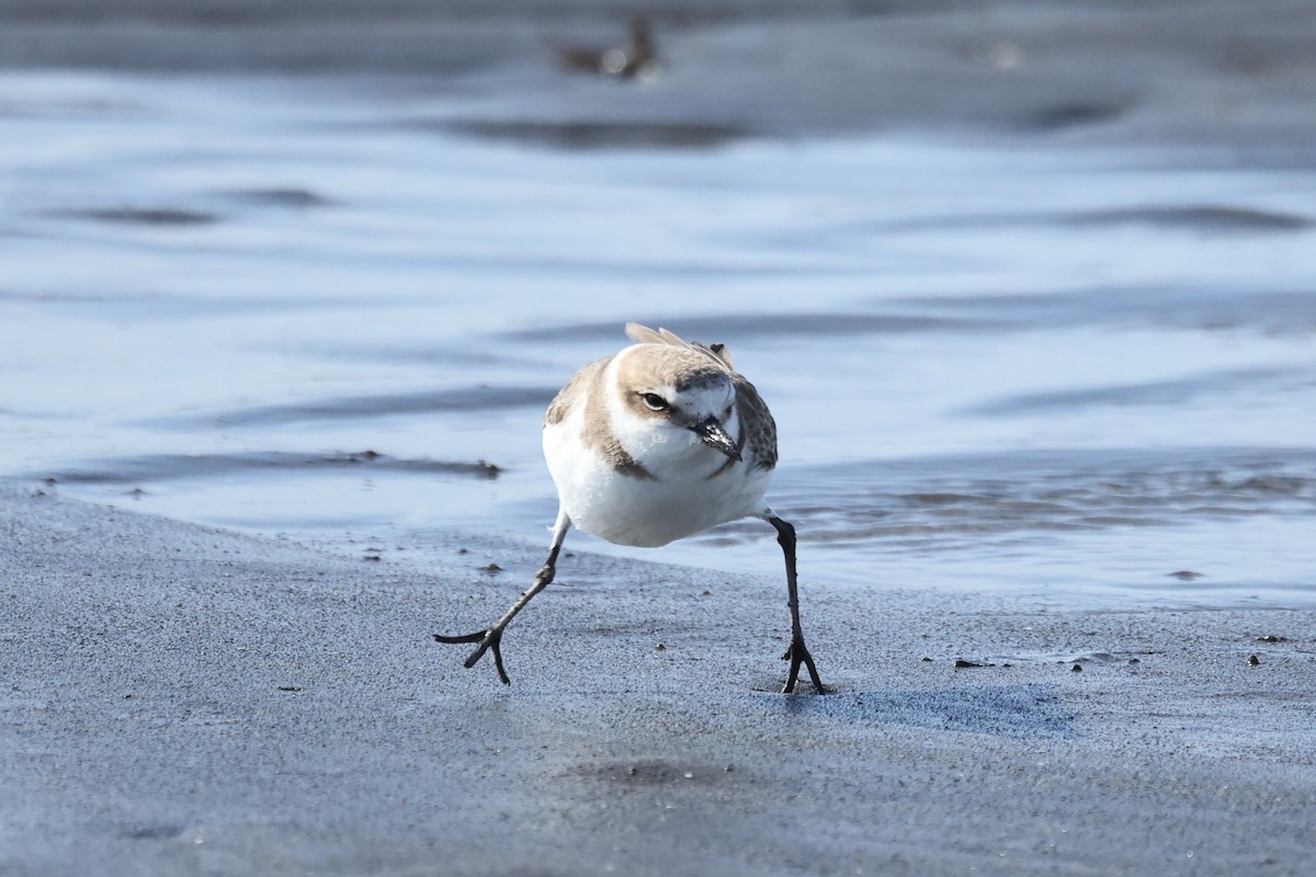 Kentish Plover - ML647746571