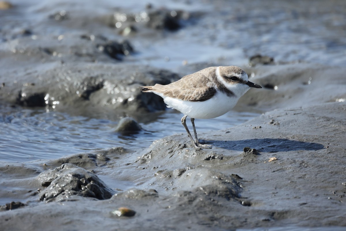 Kentish Plover - ML647746572
