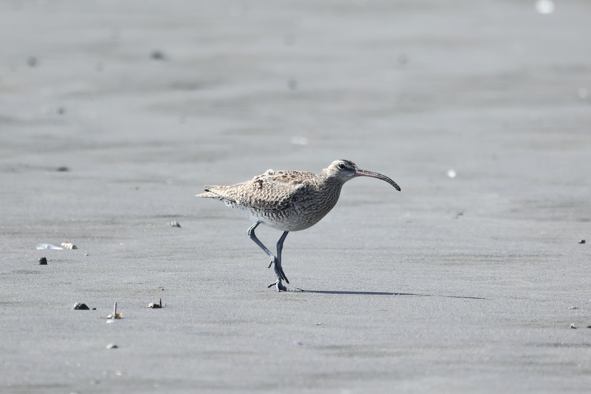 Eurasian Whimbrel - ML647746574