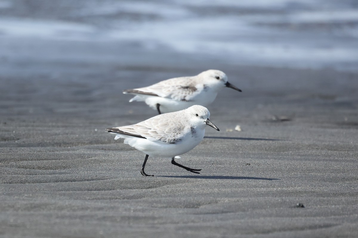 Sanderling - ML647746576