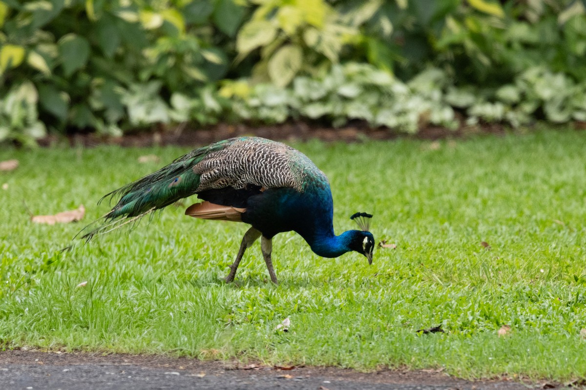 Indian Peafowl (Domestic type) - ML647746577