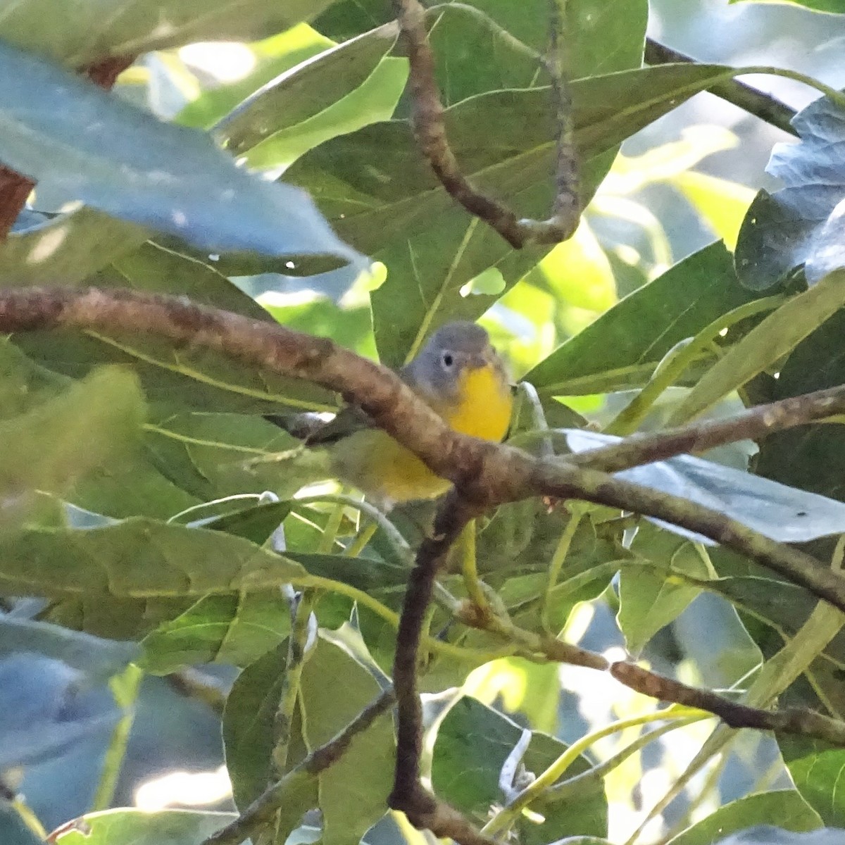 Nashville Warbler - ML647746580