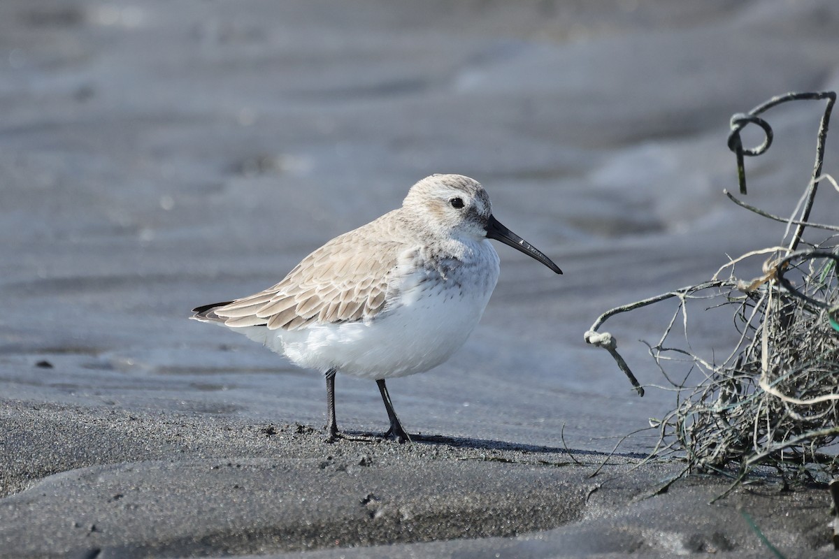 Dunlin - ML647746581