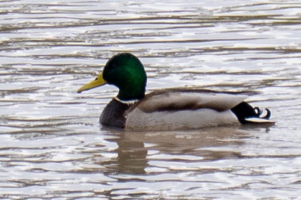 Mallard - ML647746583