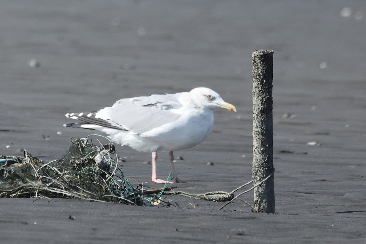 Vega Gull - ML647746584