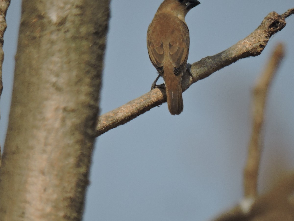 Indian Silverbill - ML647746591