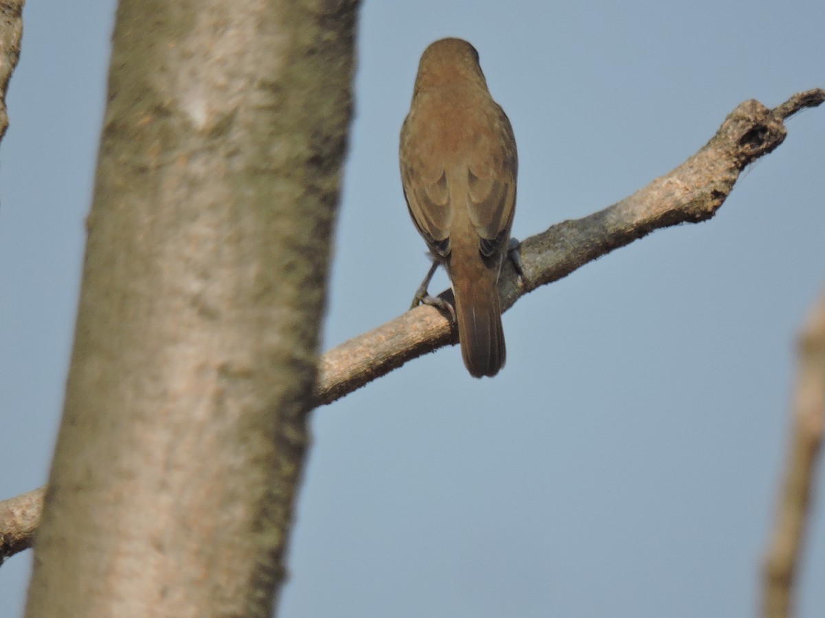 Indian Silverbill - ML647746592