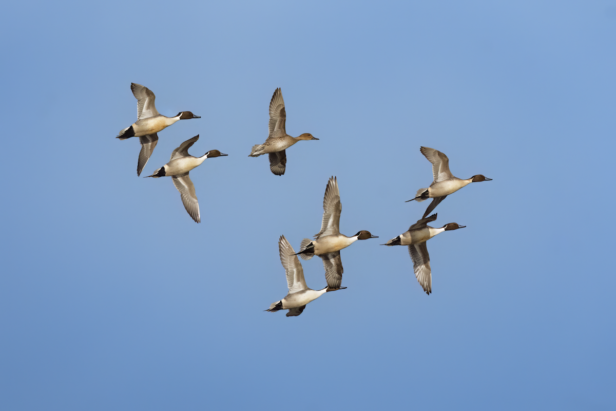 Northern Pintail - ML647746596