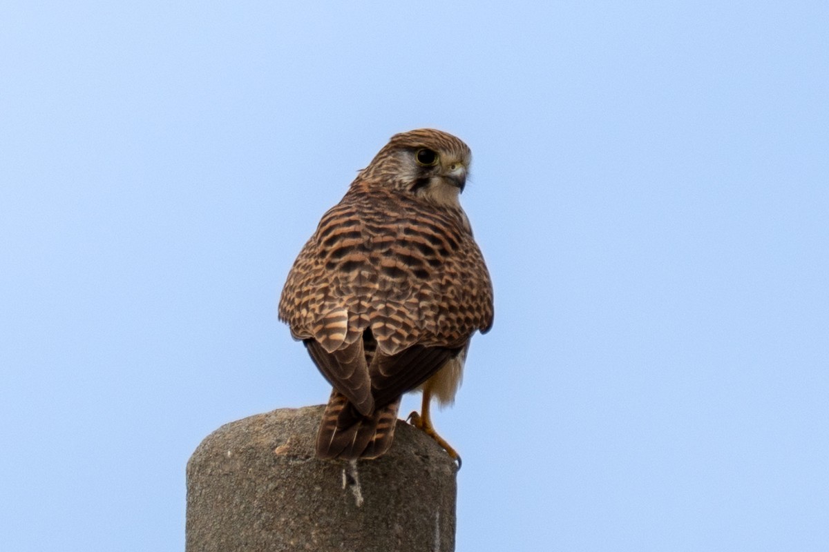 Eurasian Kestrel (Eurasian) - ML647746598