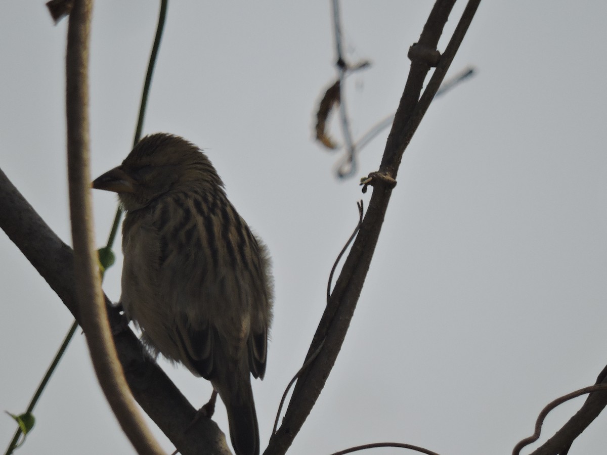 Black-breasted Weaver - ML647746599