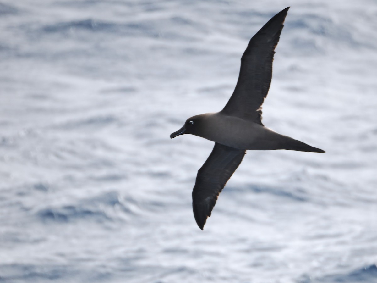 Light-mantled Albatross - ML647746602