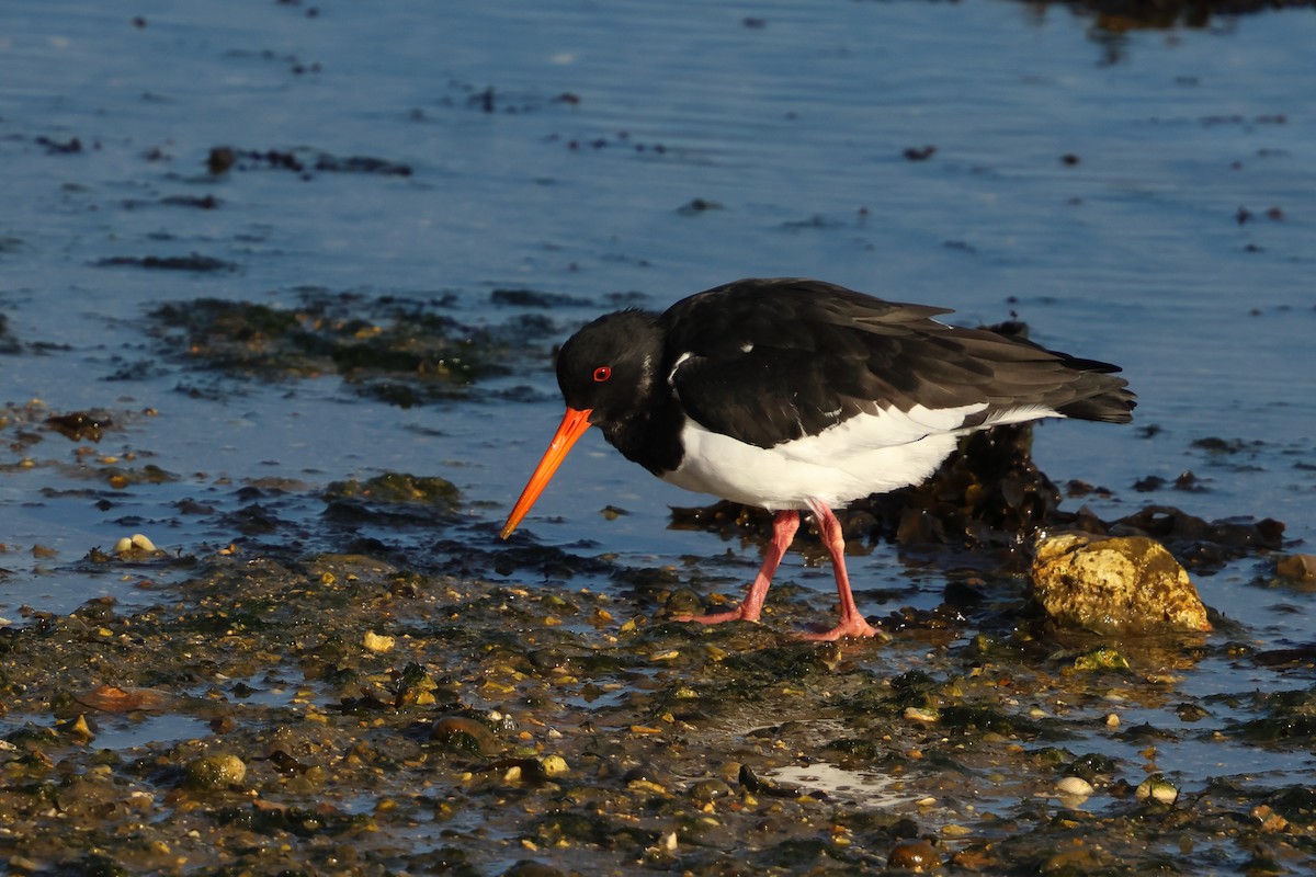 Eurasian Oystercatcher - ML647746603