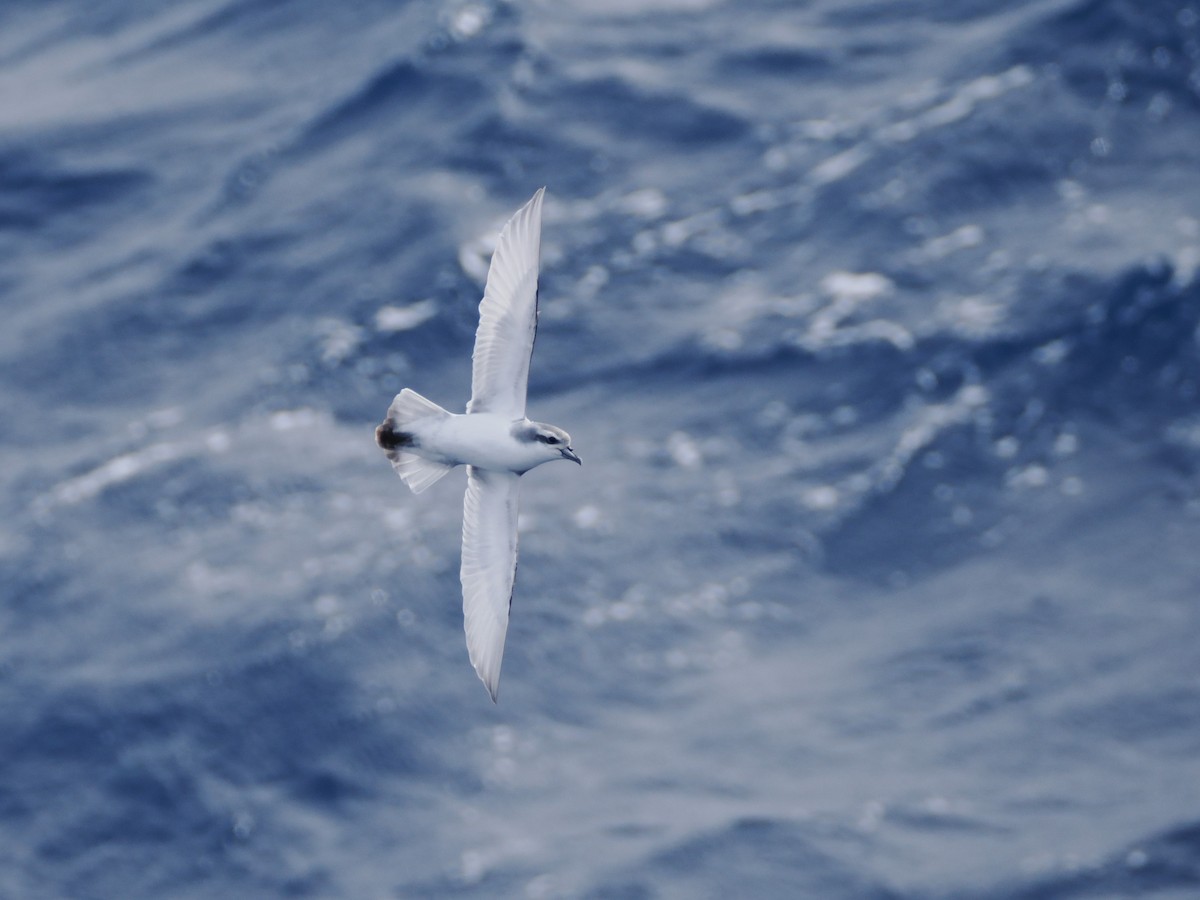 Антарктический прион - ML647746608