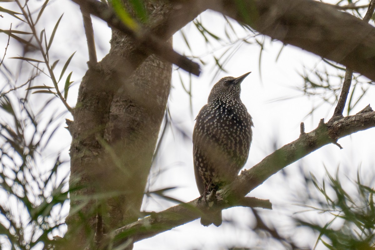 European Starling - ML647746614