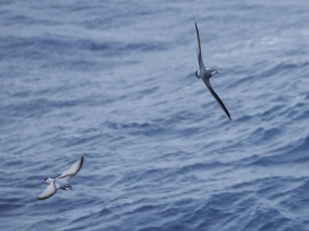 Антарктический прион - ML647746617